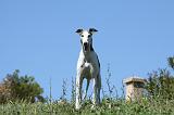 GREYHOUND 047